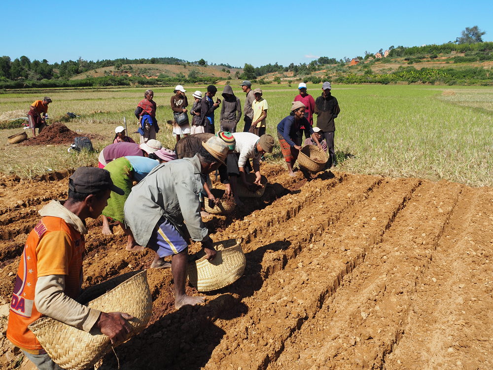 64-H_AGRO_ MADAGASCAR (2)